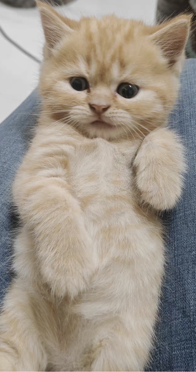 英国短毛猫 全部都是大包子脸 脑袋很圆，胖乎乎的 公母都有 活泼可爱